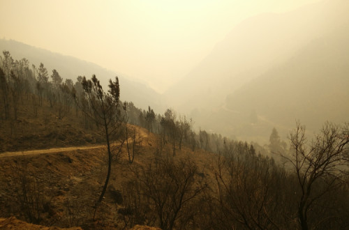 Produtores florestais denunciam “cenário de pós-guerra” e apoios insuficientes