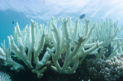 O aumento da temperatura da água nos oceanos queima os corais que morrem, ficando brancos. Foto de Vlassoff Cay, via EPA/Lusa.