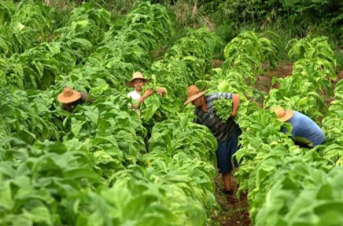 A OMS tem disponibilizado vasta informação sobre os efeitos degenerativos do manuseamento da folha de tabaco. No entanto, esta informação é propositadamente mantida inacessível à maior parte dos pequenos produtores e trabalhadores rurais da região