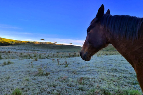 Em São Joaquim, na serra Catarinense, a geada cobriu os campos. Mycchel Leganghi/São Joaquim Online/Fotos Públicas.