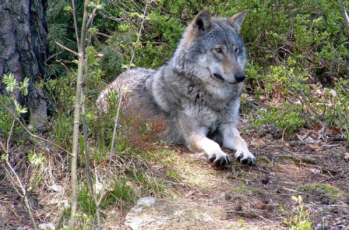 Lobo na Noruega. Foto de  Birgit Fostervold/Flickr.