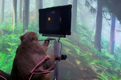 Um dos macacos que sofreu um implante da empresa de Musk a jogar um jogo com a mente num vídeo promocional da Neuralink.