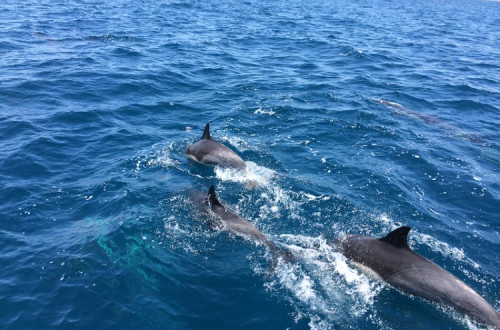 Golfinhos. Foto de Jon Fisher/Flickr.