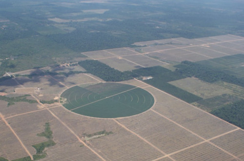 Desmatamento causado por uma exploração de palma no Brasil. Foto de  USAID Biodiversity & Forestry/Flickr.