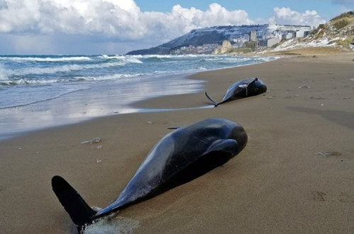 Golfinhos mortos numa praia turca. Foto da Fundação Turca de Investigação Marítima.