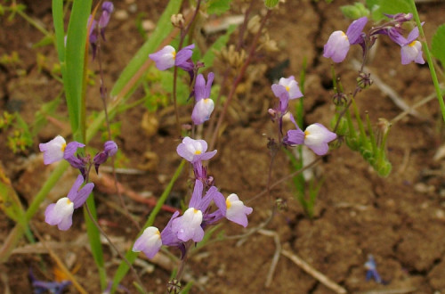 Linária dos Olivais, uma espécie que só existe em Portugal, que está ameaçada de extinção. Foto de Flora-on.