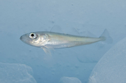 Espécies polares como este bacalhau do Ártico são mais sensíveis às mudanças de temperatura e disponibilidade de oxigênio. Crédito: Shawn Harper, Universidade do Alasca Fairbanks/NOAA