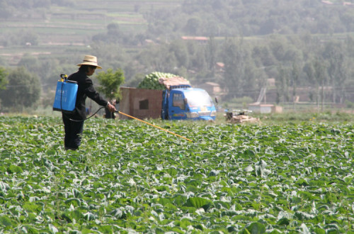 Agricultora a lançar pesticidas. Foto de IFPRI/Flickr.