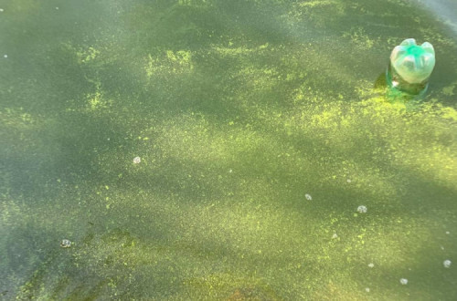 Poluição de algas em Vila Velha de Ródão - foto proTejo