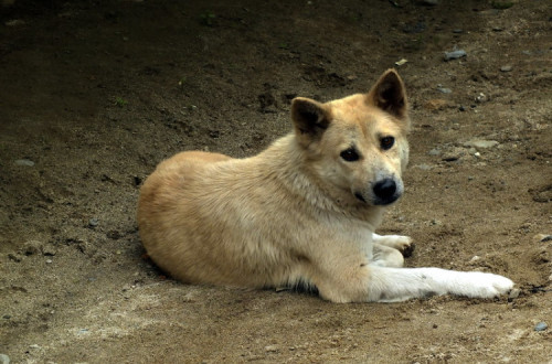 Cão abandonado. Foto de Aldrin Rocky/Flickr.