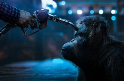 Imagem da campanha contra o uso de óleo de palma em biocombustíveis.