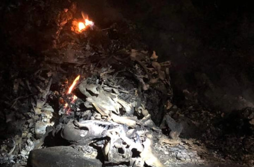 incêndio canil de santo tirso