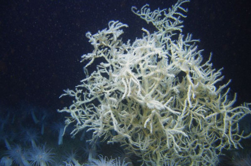 Leiopathes glaberrima, “coral negro” do fundo do mar, 2008 – fonte: NOAA Photo Library - foto de domínio público, disponível em en.wikipedia.org/ 