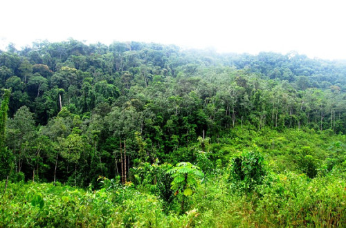 Floresta na Libéria. Foto de blk24ga/Wikimedia Commons.