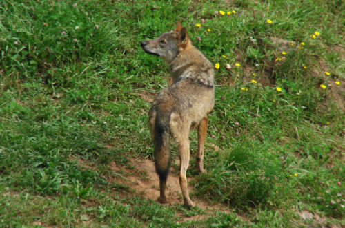Lobo ibérico. Foto de Jose Miguel Pintor Ortego/wikimedia commons.