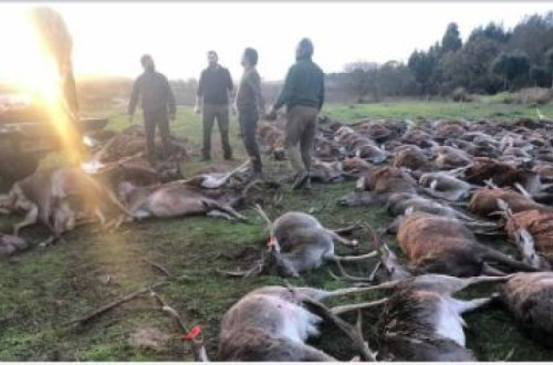 Abate de animais na Quinta da Torre Bela arrasta-se há meses