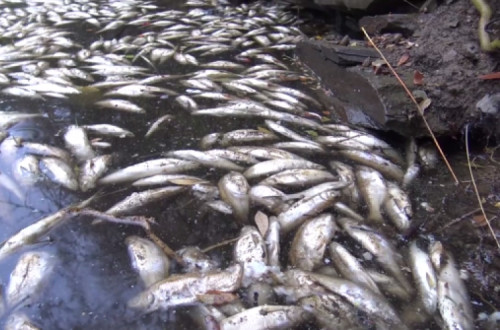A primeira grande mortandade de peixes aconteceu a 15 de outubro, a última ocorre desde 27 de outubro, diz a distrital do Bloco