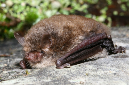 Myotis Alcathoe, a espécie de morcego de que agora passa a haver registo em Portugal. Foto de Manuel Ruedi/wikimedia commons.
