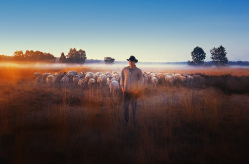 Imagem do filme O herói das Ovelhas.