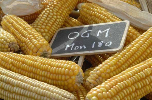 Apenas cinco países europeus cultivam o único OGM existente na agricultura europeia, o milho MON810 da Monsanto. Portugal é um deles.