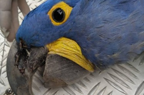 Arara-azul é encontrada morta no Pantanal. Foto: Instituto Arara Azul/Divulgação