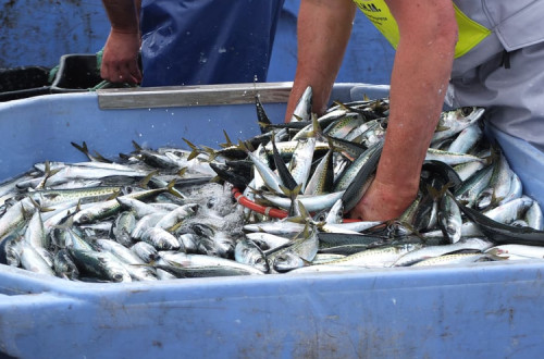 Peixe na lota.