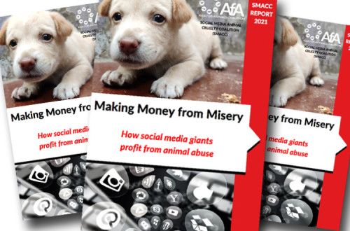 Capa do relatório divulgado pela Asian for Animals Coalition