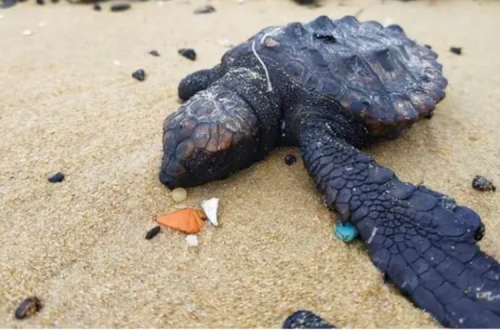 Tartaruga afetada pelo derramamento de crude. Foto da Associação do Município de Sharon/Twitter.