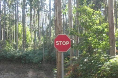 “Stop eucaliptos” -Foto Miguel Edreira Castro/Flickr