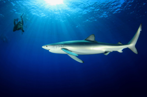 Tubarão azul fotografado ao largo dos Açores, 2 de junho de 2013 – Foto de Nuno Sá/Lusa