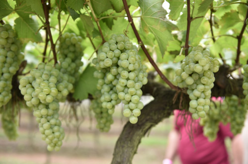 Em Portugal continental, é nas regiões demarcadas mais a norte que se registam as maiores perdas.