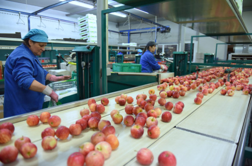 Trabalhadoras da Cooperativa de Moimenta da Beira