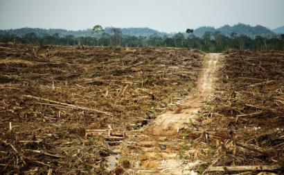 Destruição de floresta causada pela Duta Palma. Bornéu, 2011.