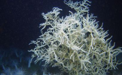 Leiopathes glaberrima, “coral negro” do fundo do mar, 2008 – fonte: NOAA Photo Library - foto de domínio público, disponível em en.wikipedia.org/ 