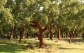 Montado de sobro - Foto Quercus