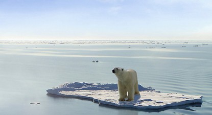 Urso polar num iceberg a derreter.