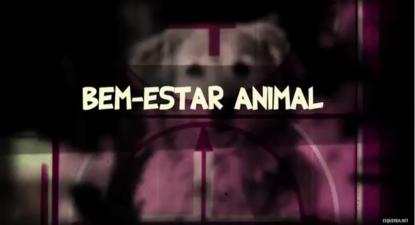 Propostas do Bloco para o bem-estar animal