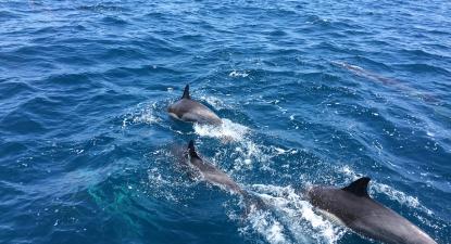 Golfinhos. Foto de Jon Fisher/Flickr.