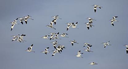Aves nas Salinas de Alverca. Foto de Jorge Orge/Flickr.