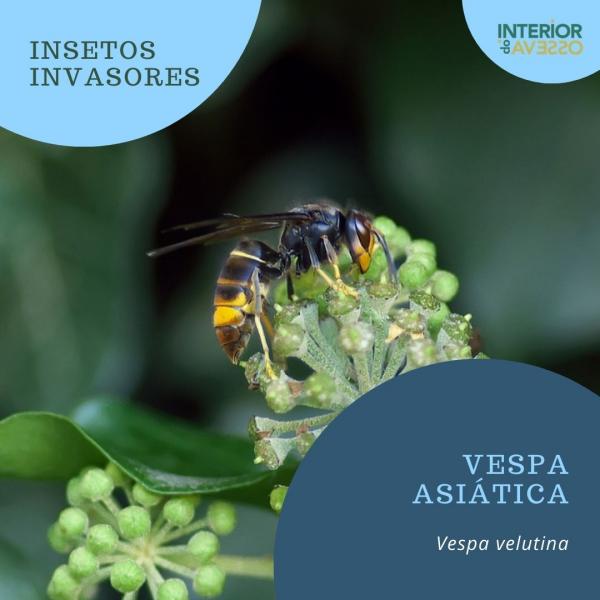 Vespa asiática