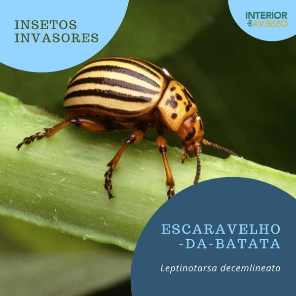 Escaravelho-da-batata